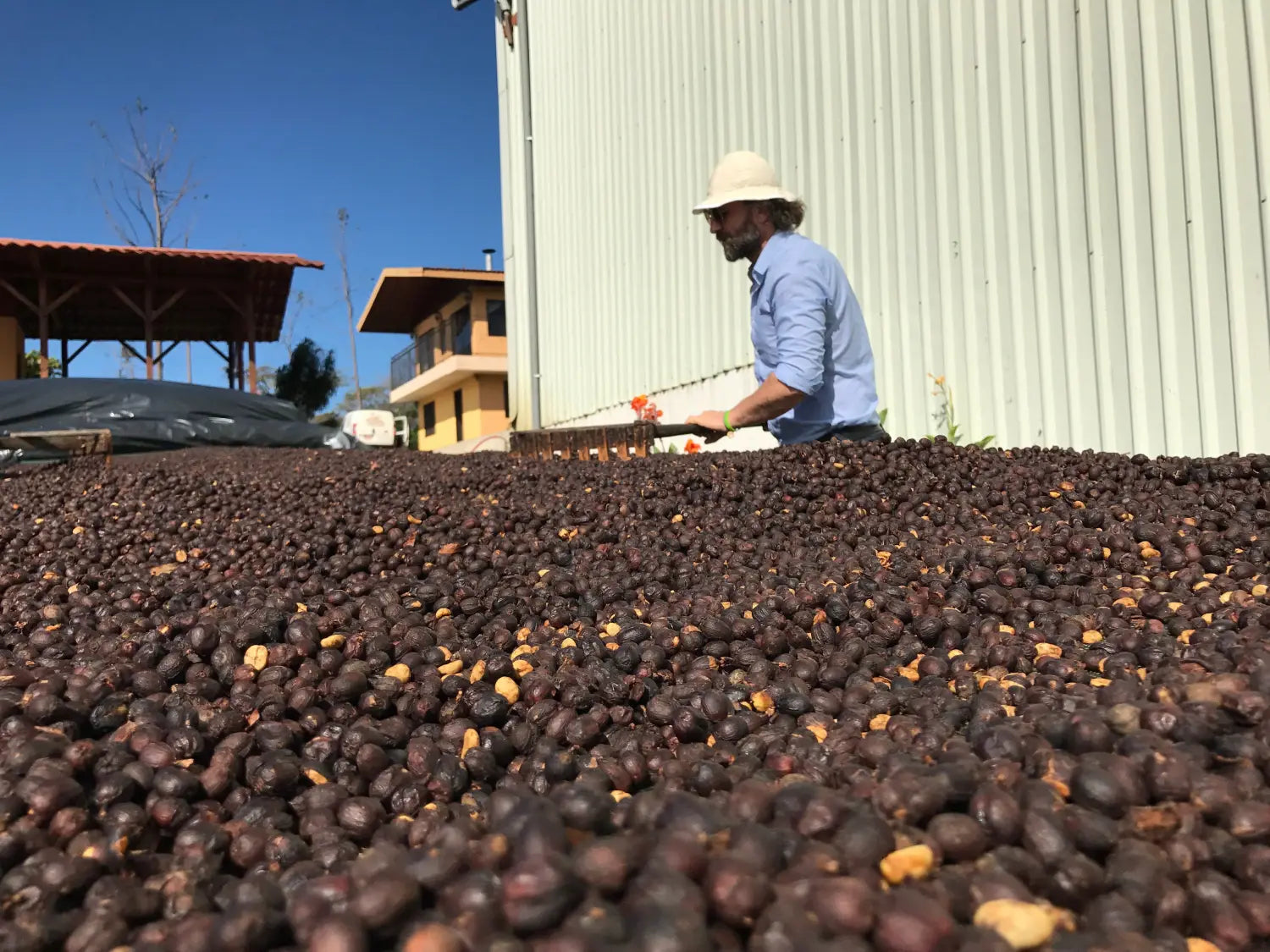 How Coffee is Processed: Dry vs. Washed Explained